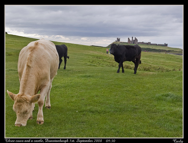 photo of 3 cows