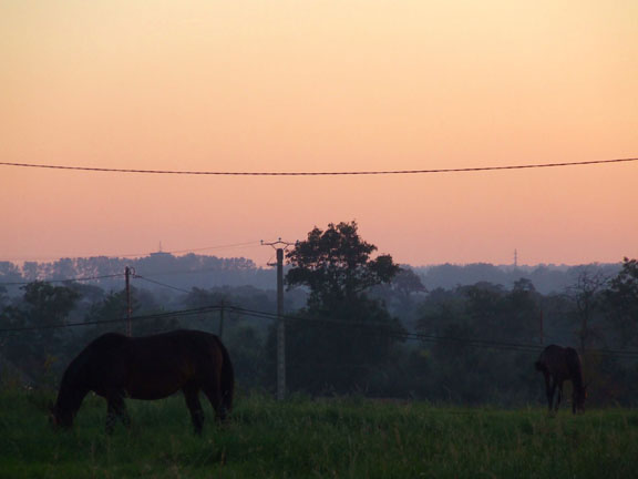 photo of horses in Sunset