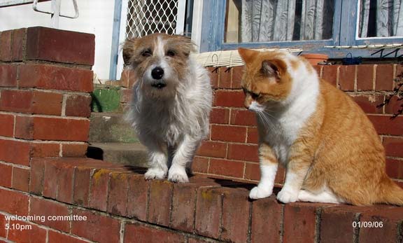 photo of cat and dog together