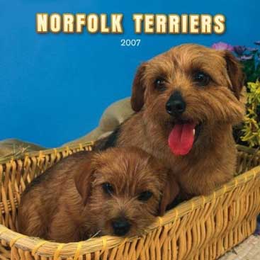 photo of norfolk terriers calendar