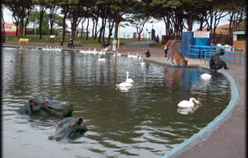 photo of Hippos