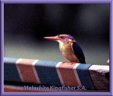 Photo of Malachite Kingfisher