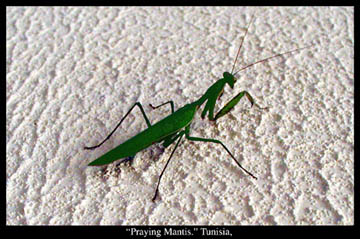 photo of a Praying Mantis