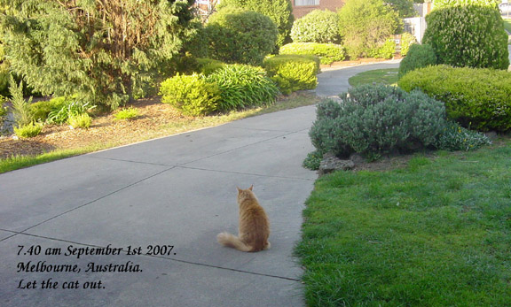 photo of Cat on Road