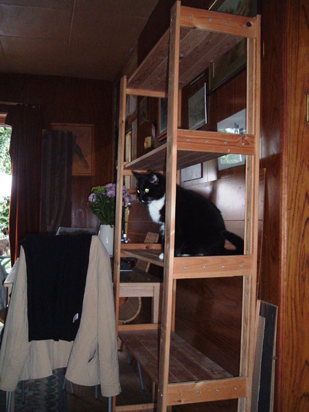 photo of cat on bookcase