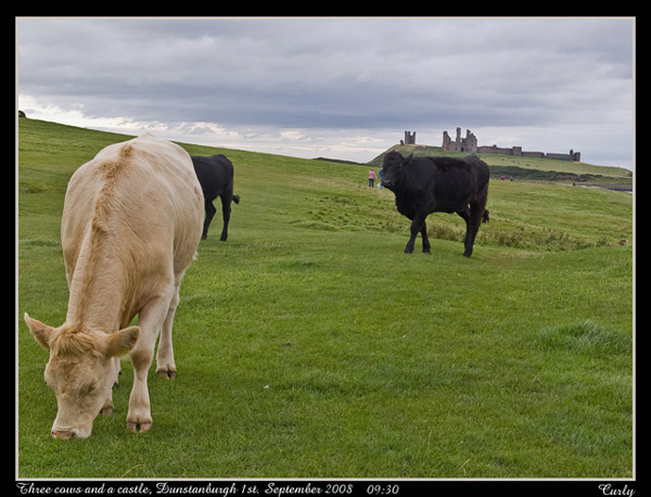 photo of 3 cows