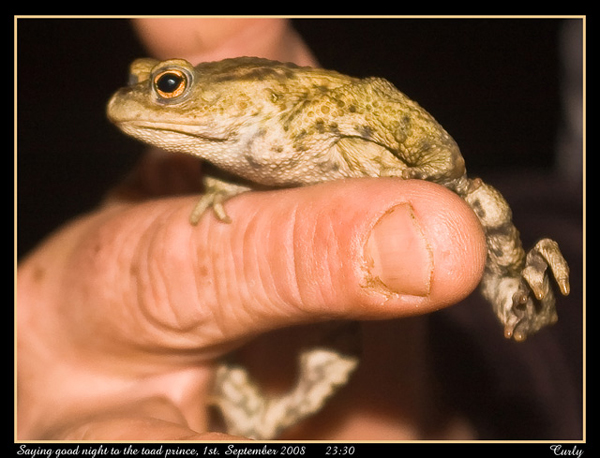 picture of The Toad Prince