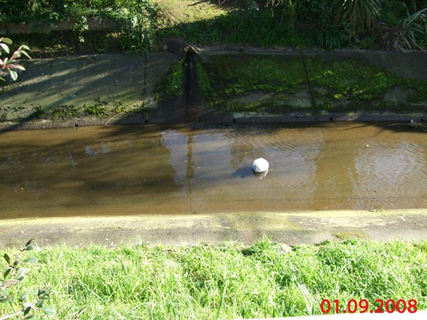 photo of a swan in river