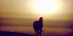 photo of horse in sunset