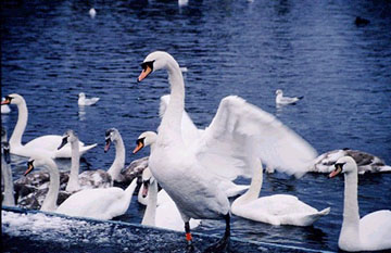 picture of swans in the marine park
