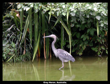 Photograph of Grey Stork