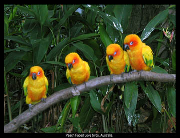 Photograph of Peach Faced Love Birds